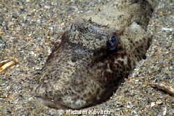 A Sea Robin in the Nursery just off the beach in Fort Lau... by Michael Kovach 